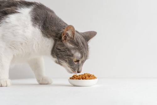 食事の確認をする猫