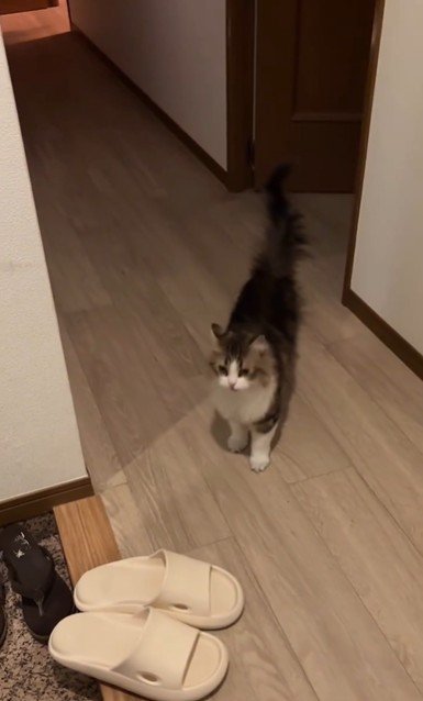 玄関に立っている猫