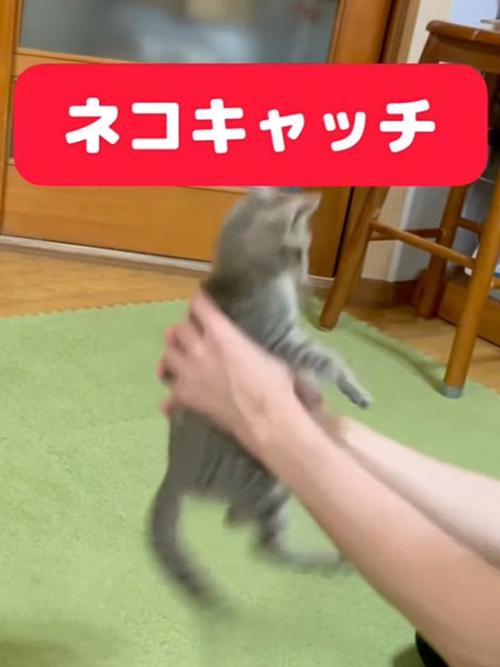 飼い主が空中で子猫をキャッチした瞬間