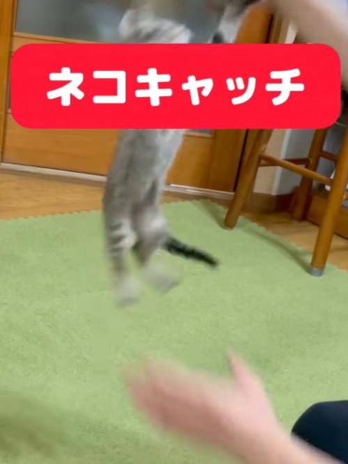 ジャンプ中の子猫