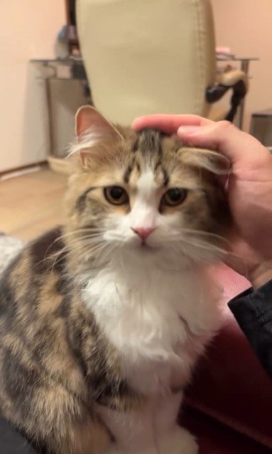 人に撫でられている猫