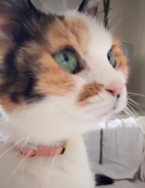 猫の横顔