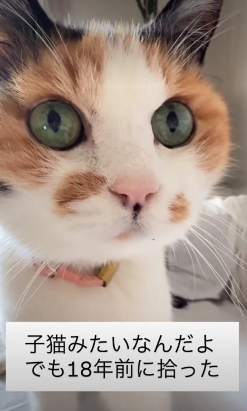 子猫みたいなんだよ
