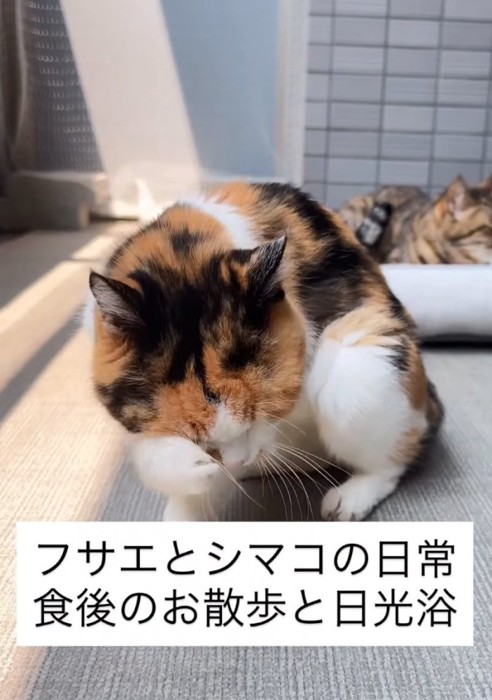 日向ぼっこする猫たち
