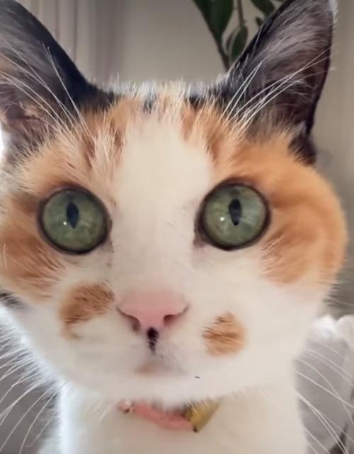 猫の顔ドアップ