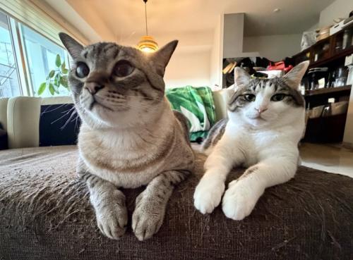 並ぶ2匹の猫