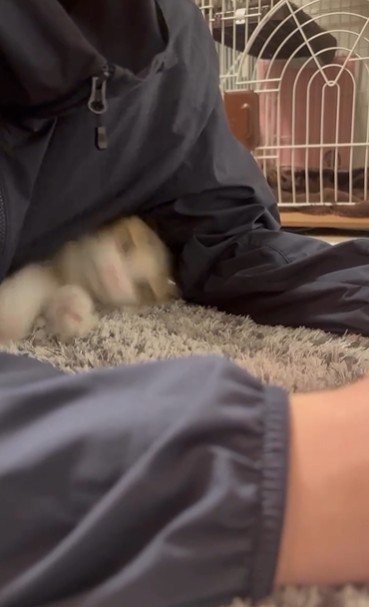 人の腕と体の間に入り込んでいる猫
