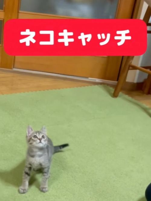 飼い主の手に気づいた瞬間