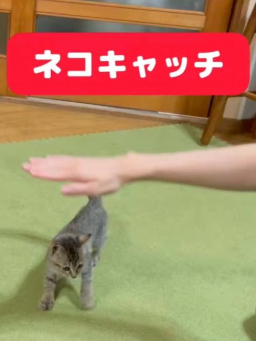 子猫の頭上に手を差し出した飼い主