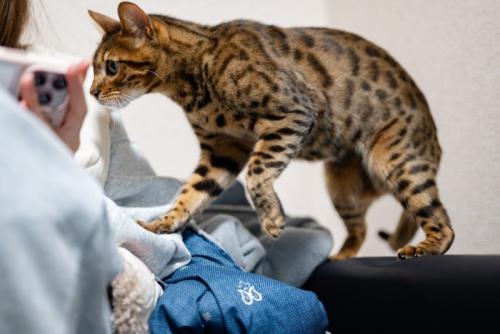 寄ってくる猫