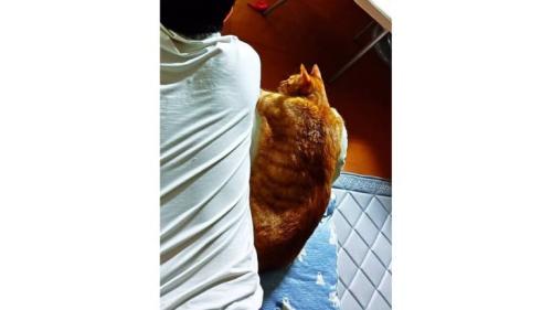 男性と猫