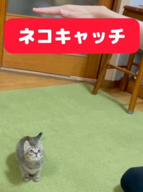 身を伏せる子猫
