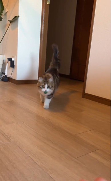 ボールをくわえている猫