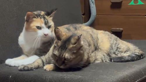 目をそらすサビ猫を睨みつける三毛猫
