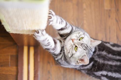 柱で爪とぎをする猫