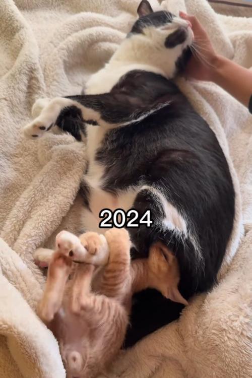 成猫の足にじゃれる子猫