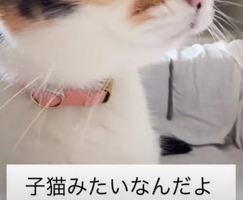 猫の首元