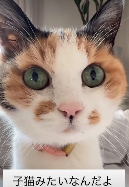 猫の正面