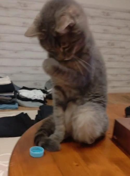 乙女な猫