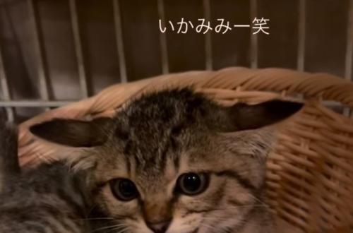 子猫のイカ耳