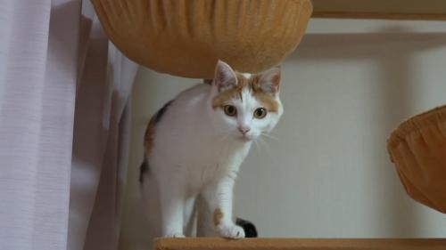 カメラ目線の猫