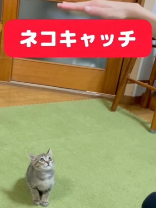 飼い主の手を見つめる子猫
