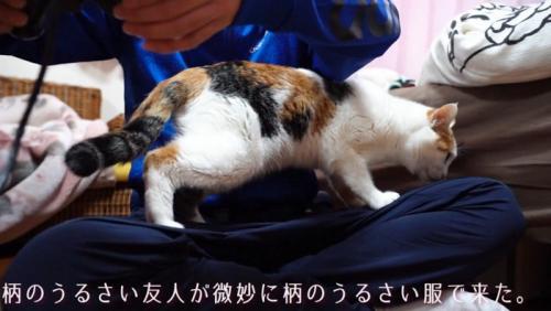 匂いを嗅ぐ猫