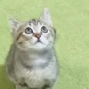 高いところにある飼い主の手を見つめる子猫→ジャンプすると…ほっこりする光景が31万再生「朝から癒されたｗ」「何回も見ちゃったｗ」
