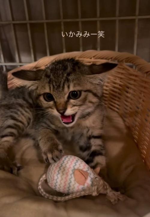 イカ耳になっている子猫