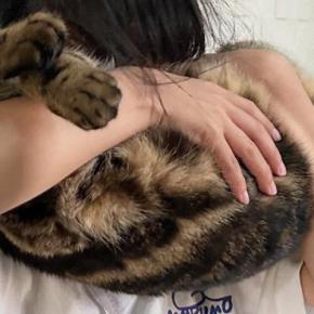 女の子に抱っこされて猫吸いされるキジトラ猫→『表情』をよく見ると…まさかの反応に「可愛すぎるｗ」「ちょっとしたアトラクションｗ」の声