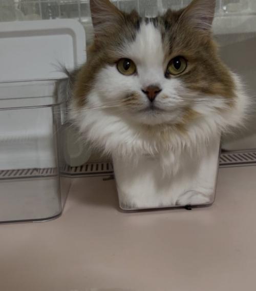 顔より小さい箱に体を収める猫