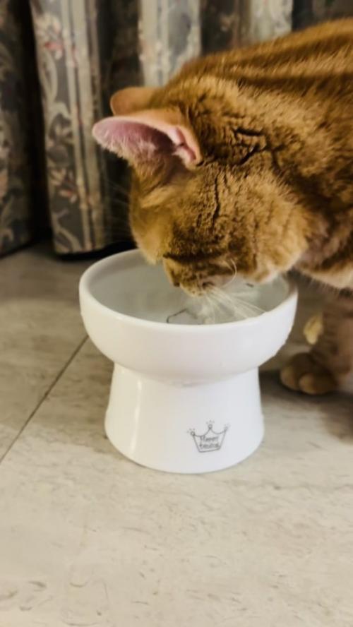 水を飲むアメリカンショートヘア