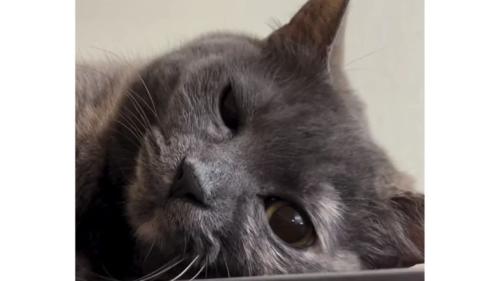 冷蔵庫上の猫