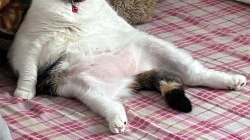 足を投げ出している猫の下半身