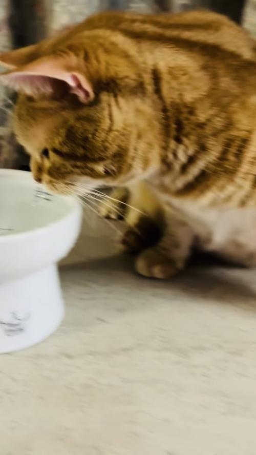 水を飲もうとするアメリカンショートヘア