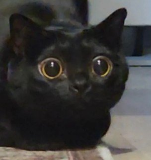 瞳孔を大きく開いた猫（アップ）