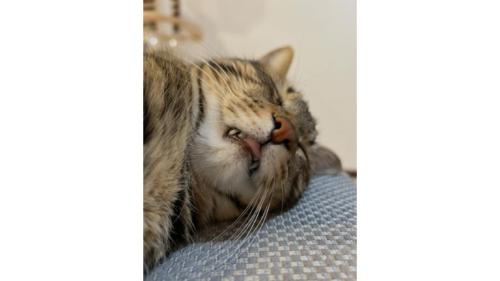 寝ている猫