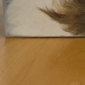 帰宅したら猫が透明な箱にすっぽりと収まっていて…もはや猫に見えない『衝撃の光景』に「何が何だかわからんｗ」「マーブルパウンドケーキ」