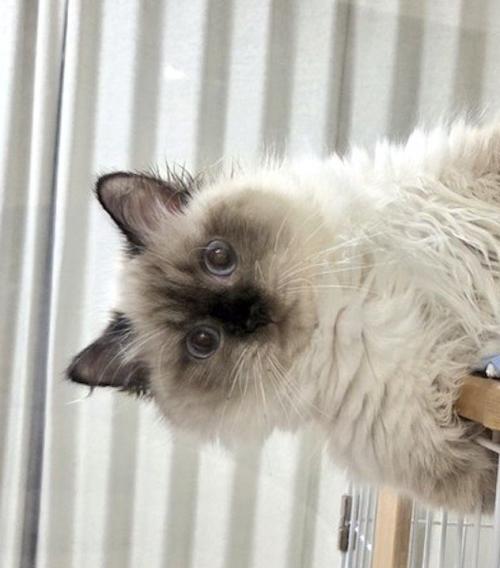 ケージの上から半分近くはみ出ている猫の上半身