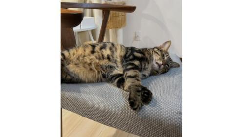 室内にいる猫