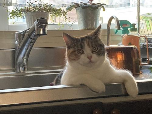 流しの縁に手をかける猫