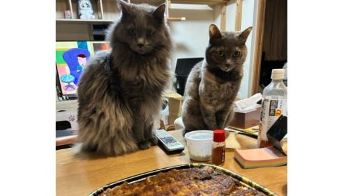 テーブルにいる猫たち