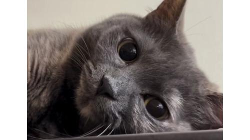 冷蔵庫上の猫