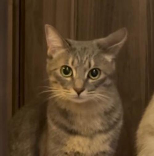 目を丸くして飼い主を見つめるキジトラ猫