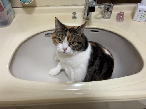 洗面台の中に座り込む猫
