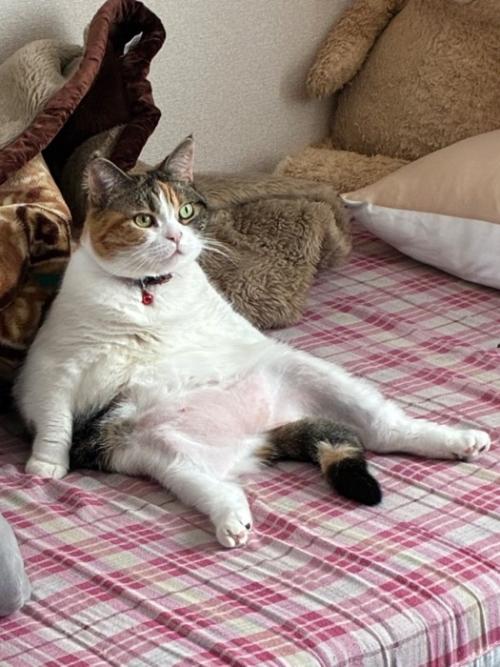 おっさん座りしている猫