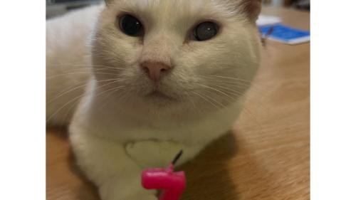 室内にいる猫