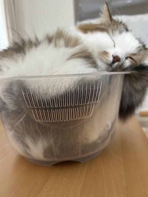 小さいボウルの中に収まる猫