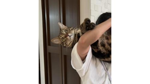 抱っこされている猫