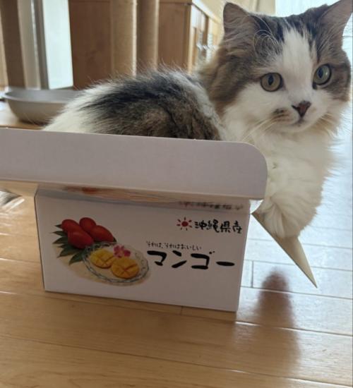 ダンボール箱の中に入る猫